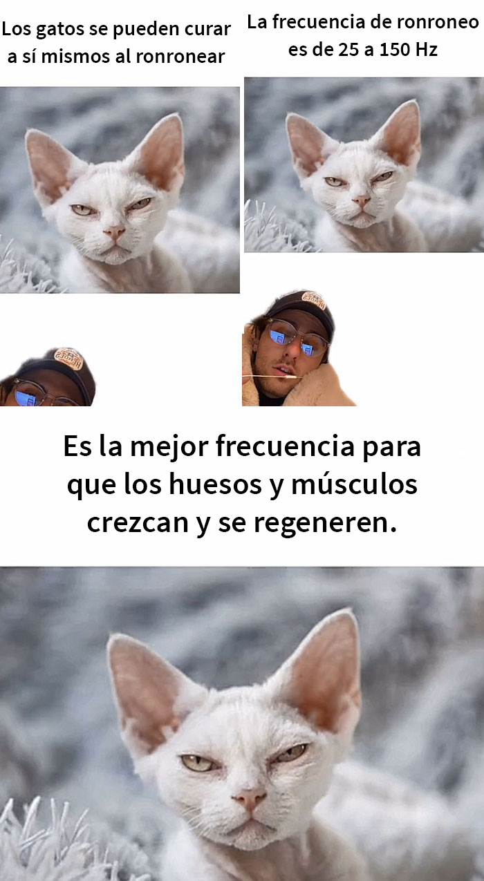 Este hombre promete brindar información nueva sobre los gatos y comparte 12 datos interesantes