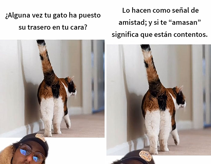 Este hombre promete brindar información nueva sobre los gatos y comparte 12 datos interesantes