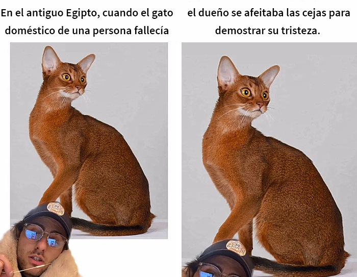 Este hombre promete brindar información nueva sobre los gatos y comparte 12 datos interesantes