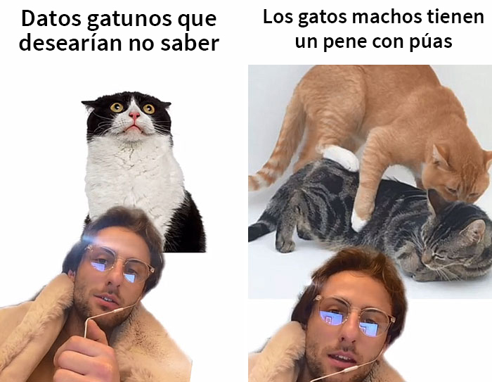 Este hombre promete brindar información nueva sobre los gatos y comparte 12 datos interesantes