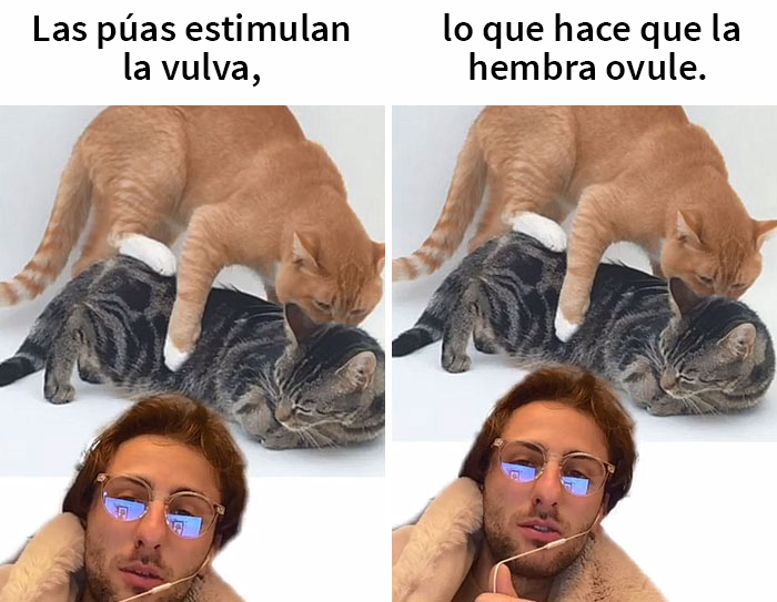Este hombre promete brindar información nueva sobre los gatos y comparte 12 datos interesantes