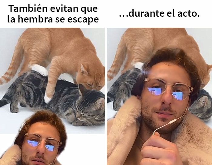 Este hombre promete brindar información nueva sobre los gatos y comparte 12 datos interesantes