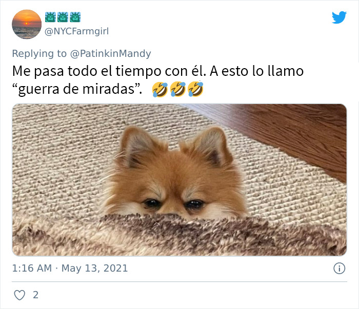 29 Dogs Making Faces To Let Their Owners Know How Much They Want Their Food