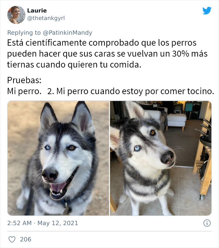 29 Dogs Making Faces To Let Their Owners Know How Much They Want Their Food