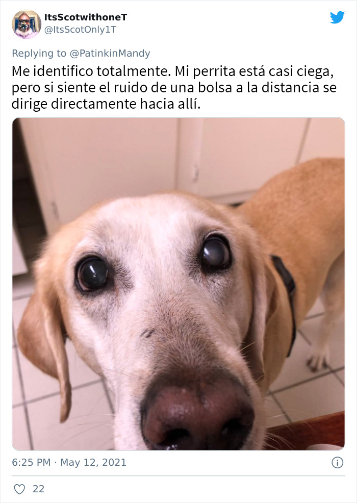 29 Dogs Making Faces To Let Their Owners Know How Much They Want Their Food