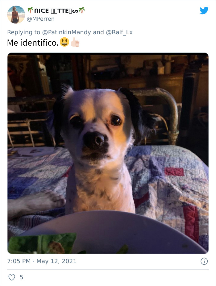 29 Dogs Making Faces To Let Their Owners Know How Much They Want Their Food