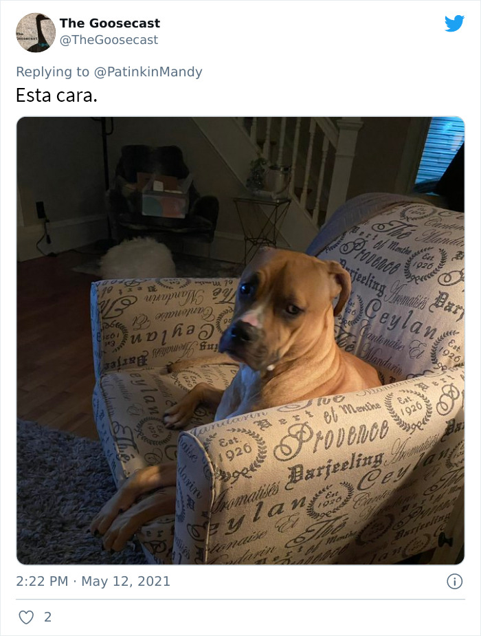 29 Dogs Making Faces To Let Their Owners Know How Much They Want Their Food