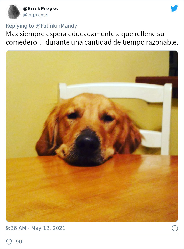 29 Dogs Making Faces To Let Their Owners Know How Much They Want Their Food