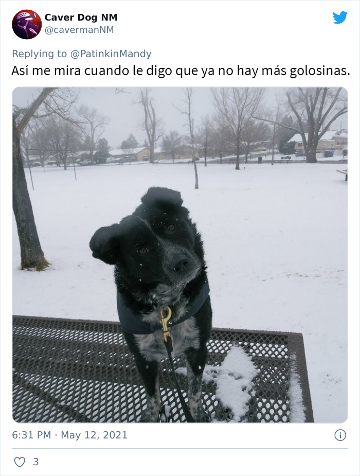 29 Dogs Making Faces To Let Their Owners Know How Much They Want Their Food