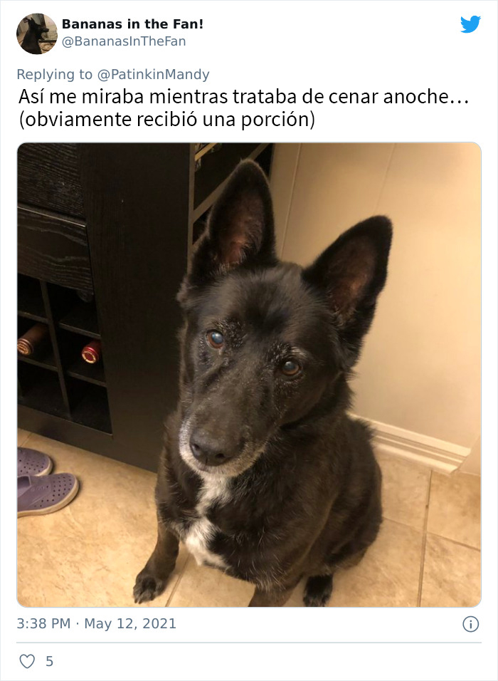 29 Dogs Making Faces To Let Their Owners Know How Much They Want Their Food