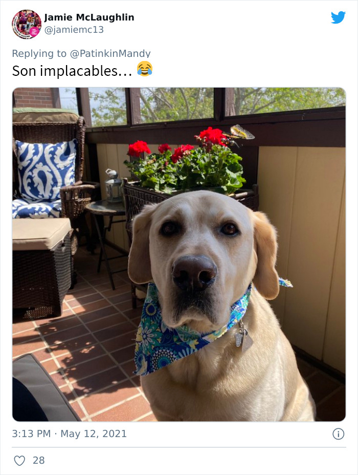 29 Dogs Making Faces To Let Their Owners Know How Much They Want Their Food