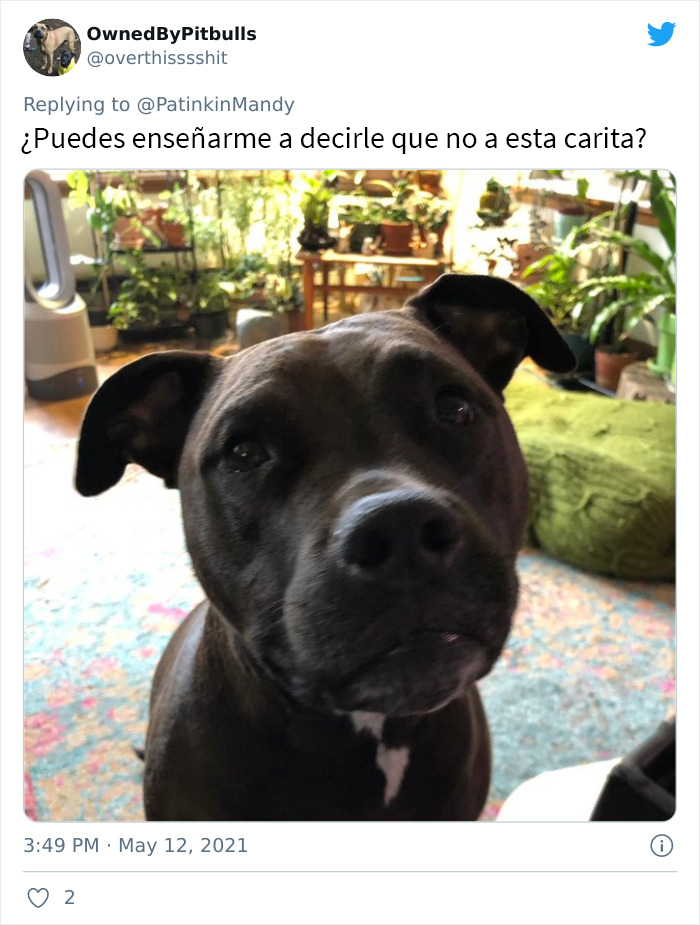 29 Dogs Making Faces To Let Their Owners Know How Much They Want Their Food
