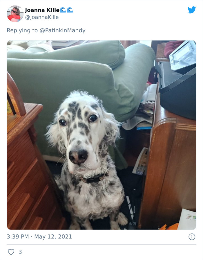 29 Dogs Making Faces To Let Their Owners Know How Much They Want Their Food