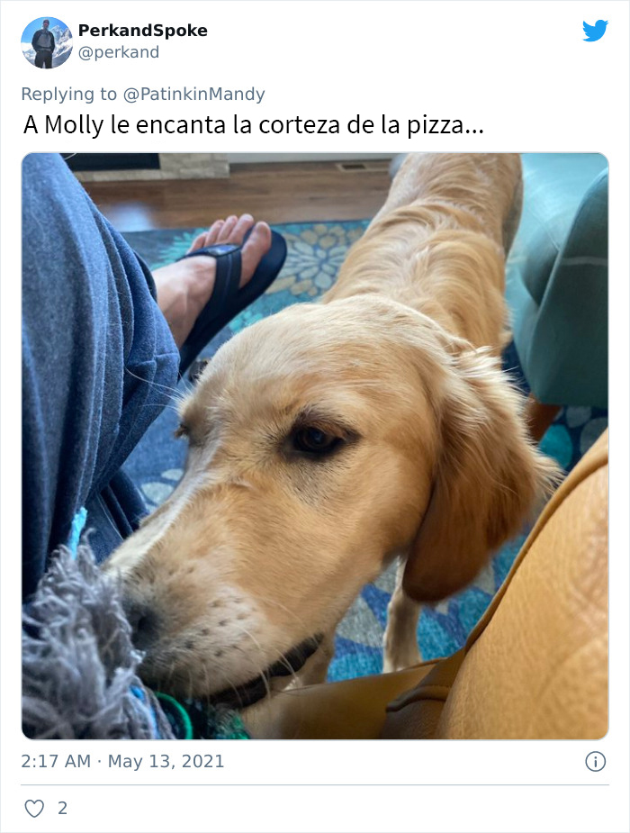 29 Dogs Making Faces To Let Their Owners Know How Much They Want Their Food