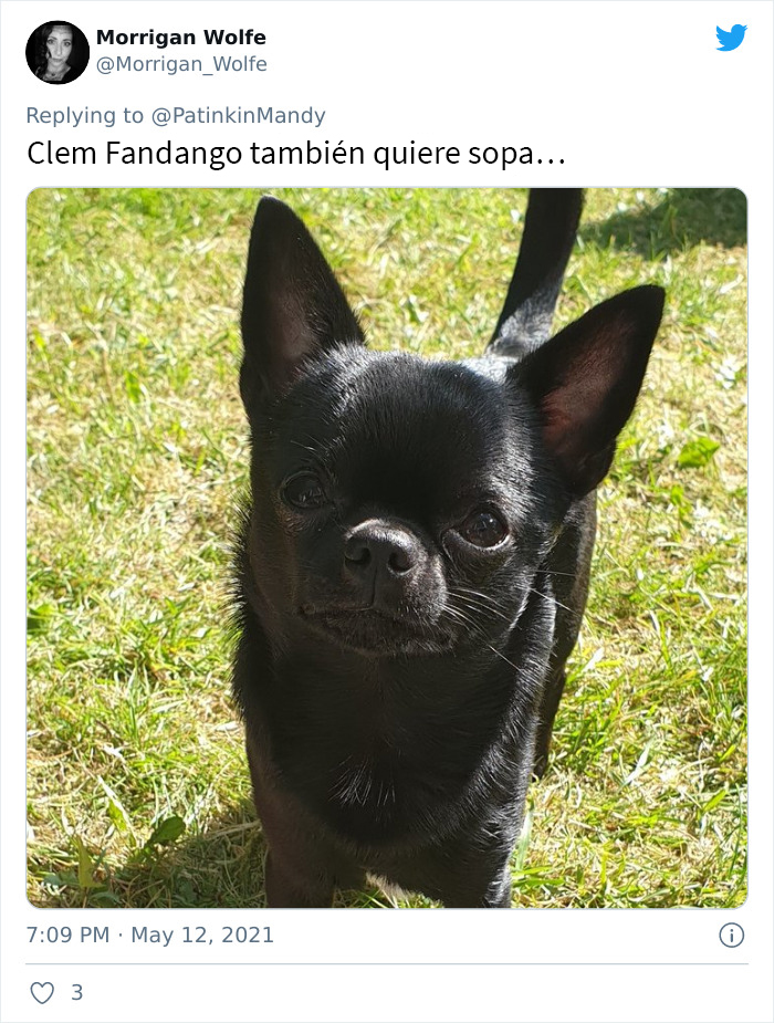 29 Dogs Making Faces To Let Their Owners Know How Much They Want Their Food