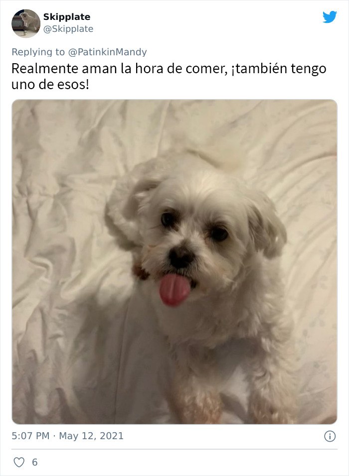 29 Dogs Making Faces To Let Their Owners Know How Much They Want Their Food