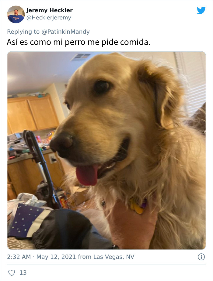 29 Dogs Making Faces To Let Their Owners Know How Much They Want Their Food