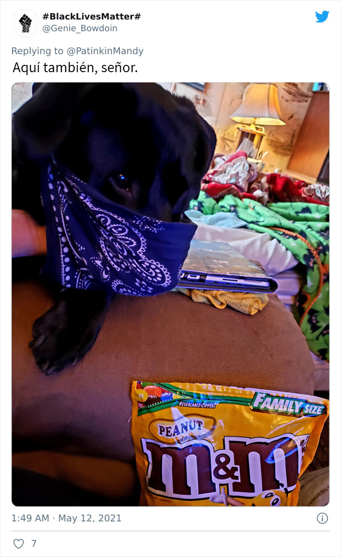 29 Dogs Making Faces To Let Their Owners Know How Much They Want Their Food