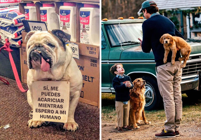 50 Reconfortantes publicaciones sobre perros para alegrarte el día (nuevas fotos)