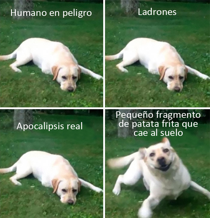 40 Truthful Memes About What It's Like To Have A Dog