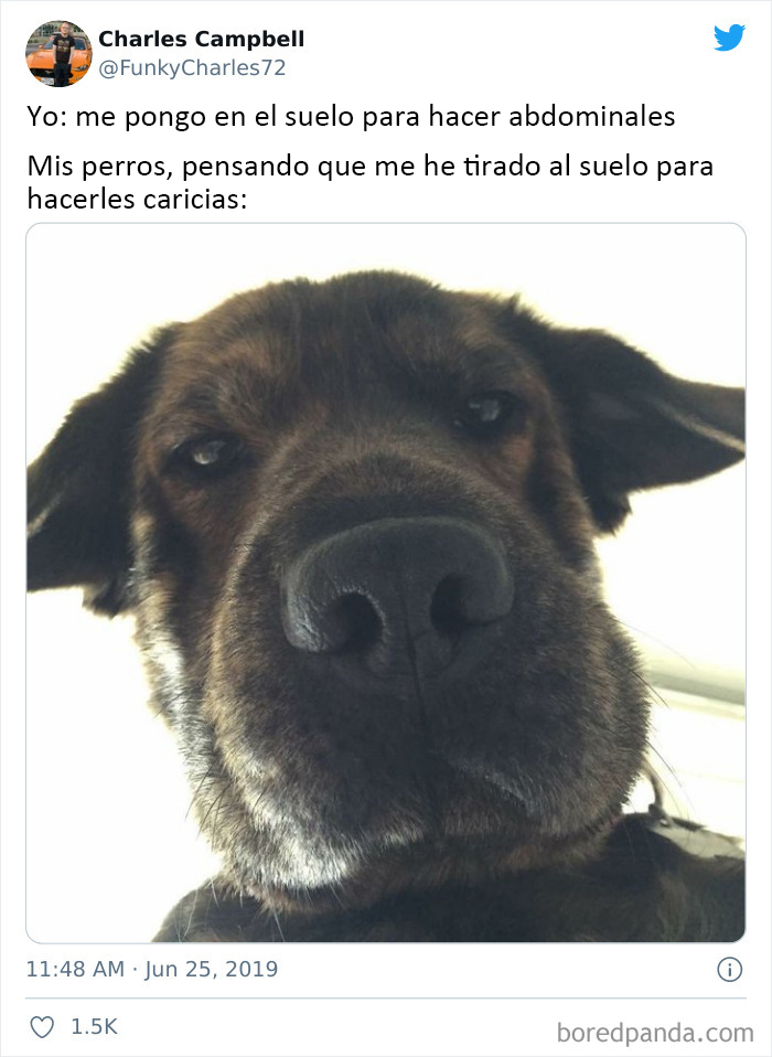 40 Truthful Memes About What It's Like To Have A Dog
