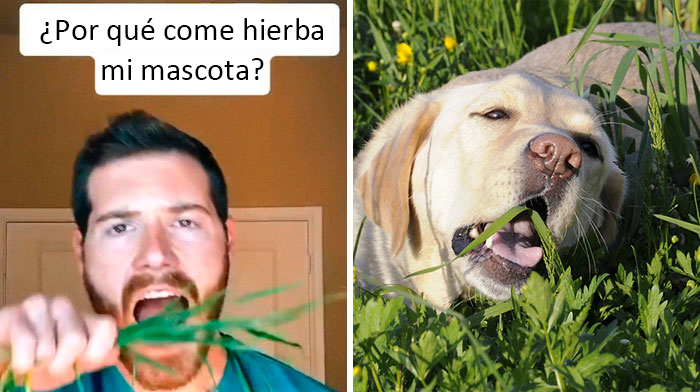 30 Useful And Lesser-Known Pet Care Tips By This Vet