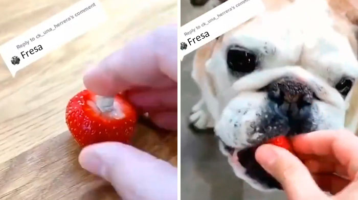 30 Useful And Lesser-Known Pet Care Tips By This Vet