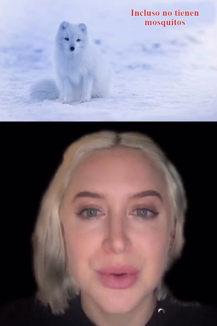 6 Datos sobre Islandia que quizá no conozcas y que lo convierten en el país más seguro del mundo, según comparte esta usuaria de TikTok