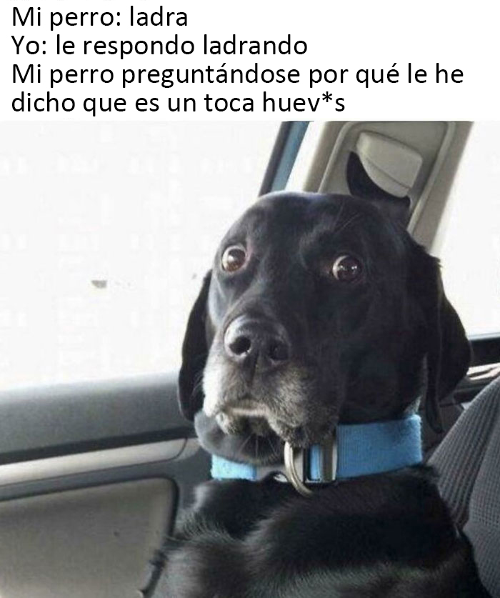 40 Truthful Memes About What It's Like To Have A Dog