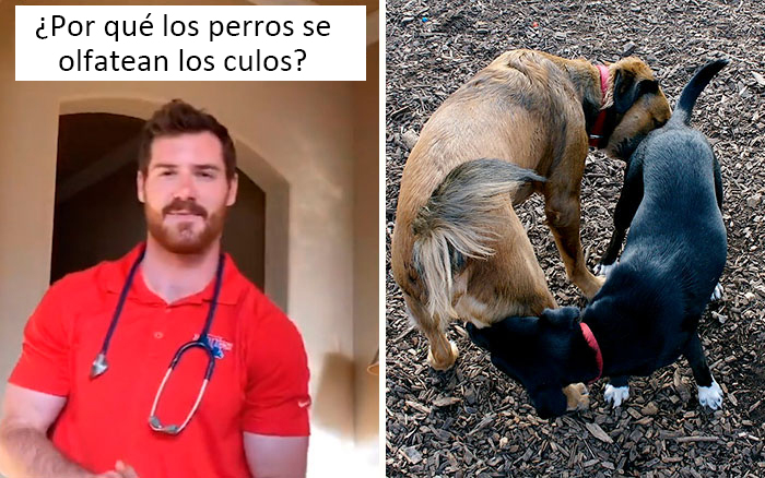 30 Useful And Lesser-Known Pet Care Tips By This Vet
