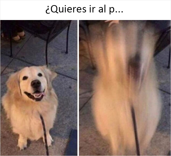 40 Truthful Memes About What It's Like To Have A Dog