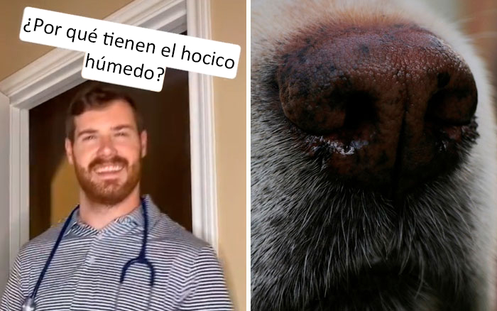 30 Useful And Lesser-Known Pet Care Tips By This Vet