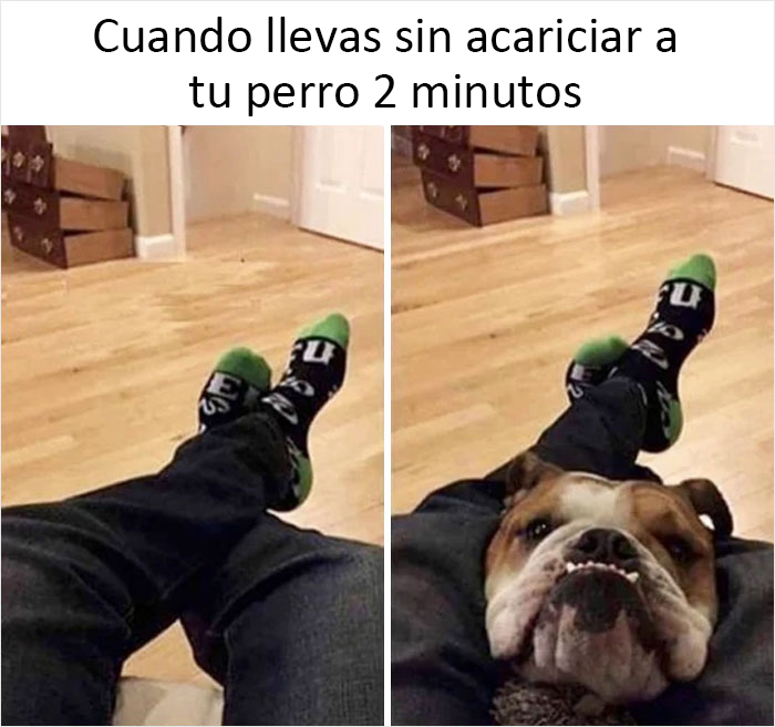 40 Truthful Memes About What It's Like To Have A Dog