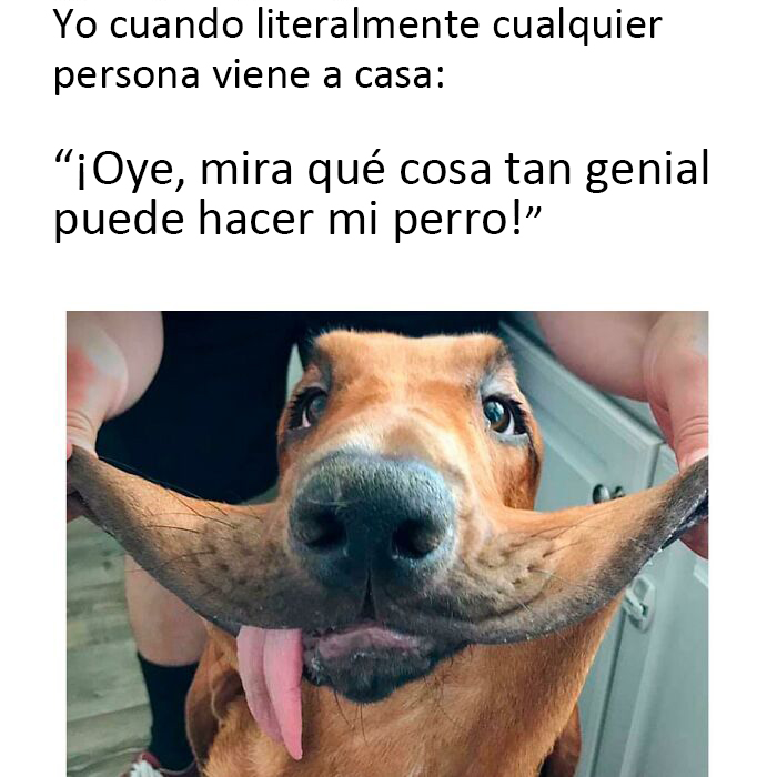 40 Truthful Memes About What It's Like To Have A Dog