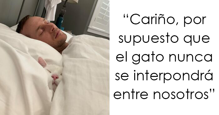 40 Gatos mimados que probablemente viven mejor que tú