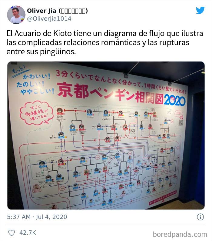 Telenovela de pingüinos en el acuario de Kioto