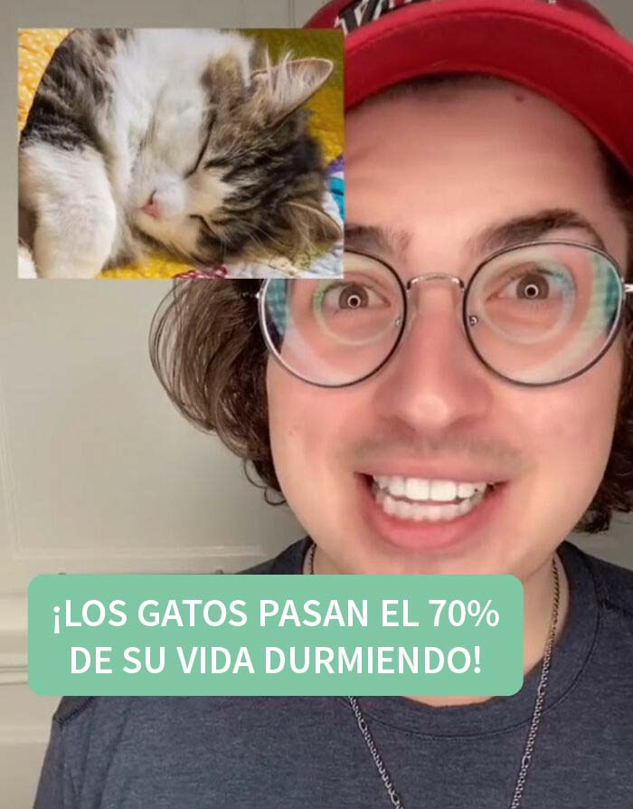 10 datos sorprendentes sobre los gatos