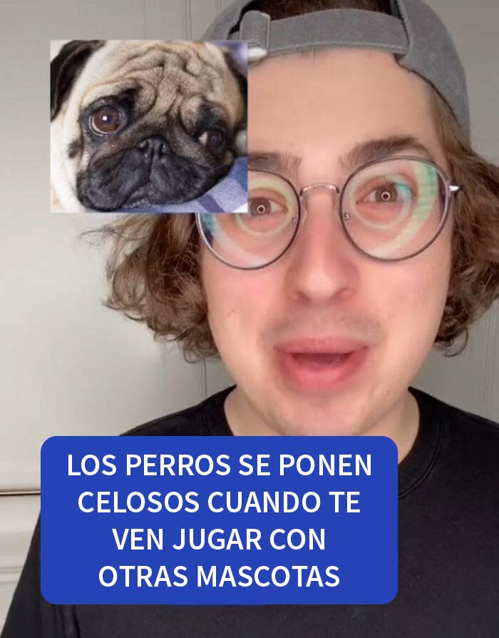 10 datos sorprendentes sobre los perros