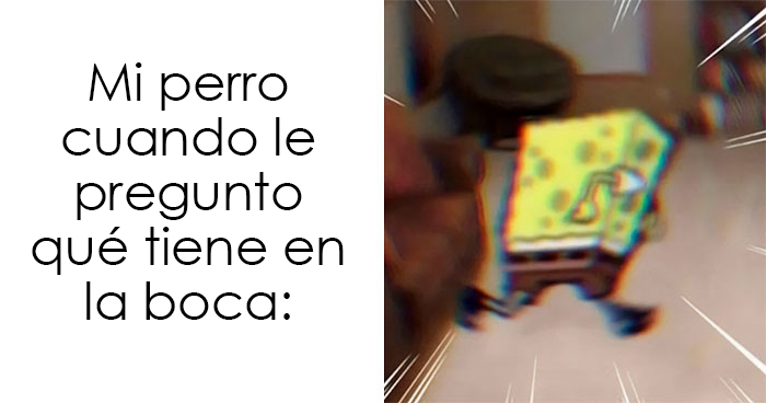 20 Auténticos memes sobre lo que es tener perro