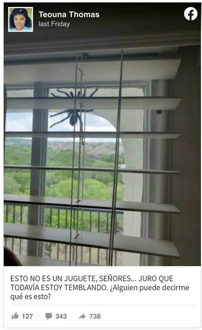Esta araña gigante me ha secuestrado