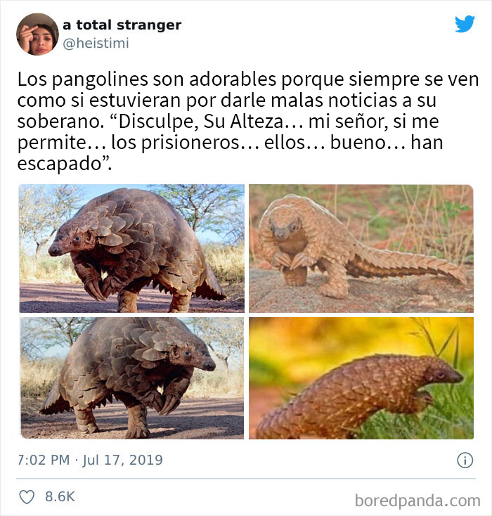 ¿Por qué los pangolines son adorables?