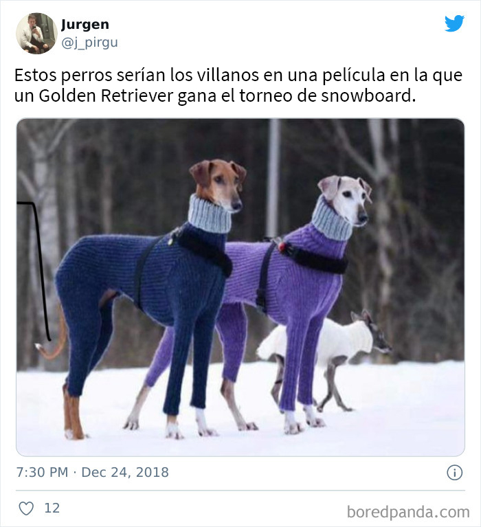 Cachorros