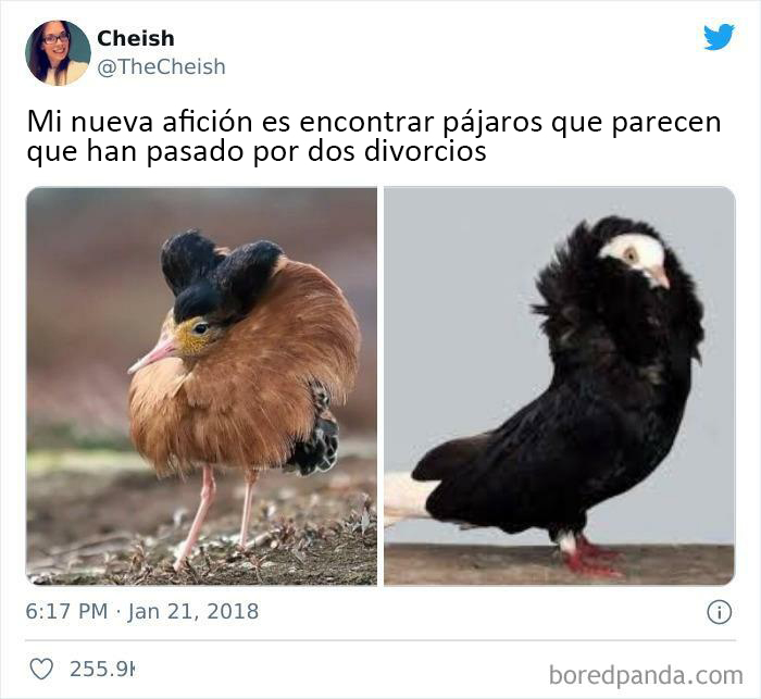 50 Of The Best Bird Memes Posted Online