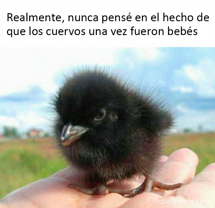 50 Of The Best Bird Memes Posted Online