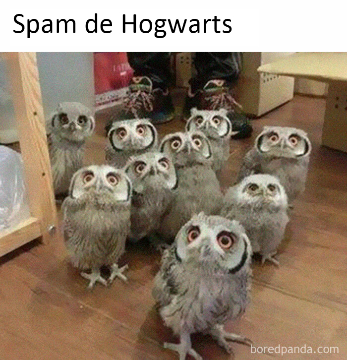 50 Of The Best Bird Memes Posted Online