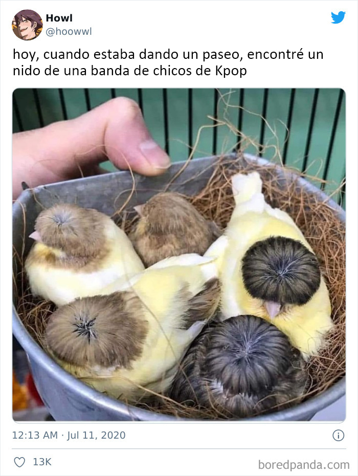 50 Of The Best Bird Memes Posted Online