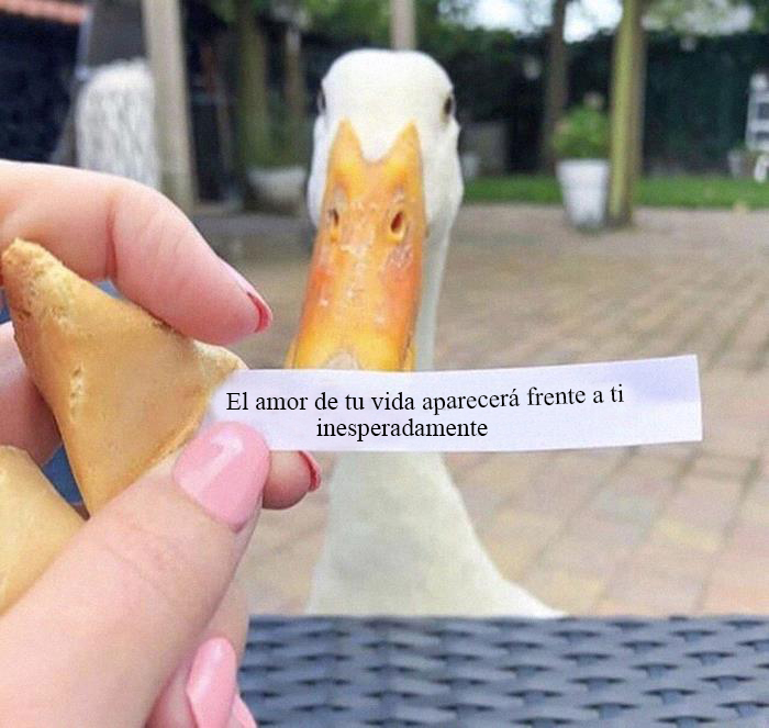 50 Of The Best Bird Memes Posted Online