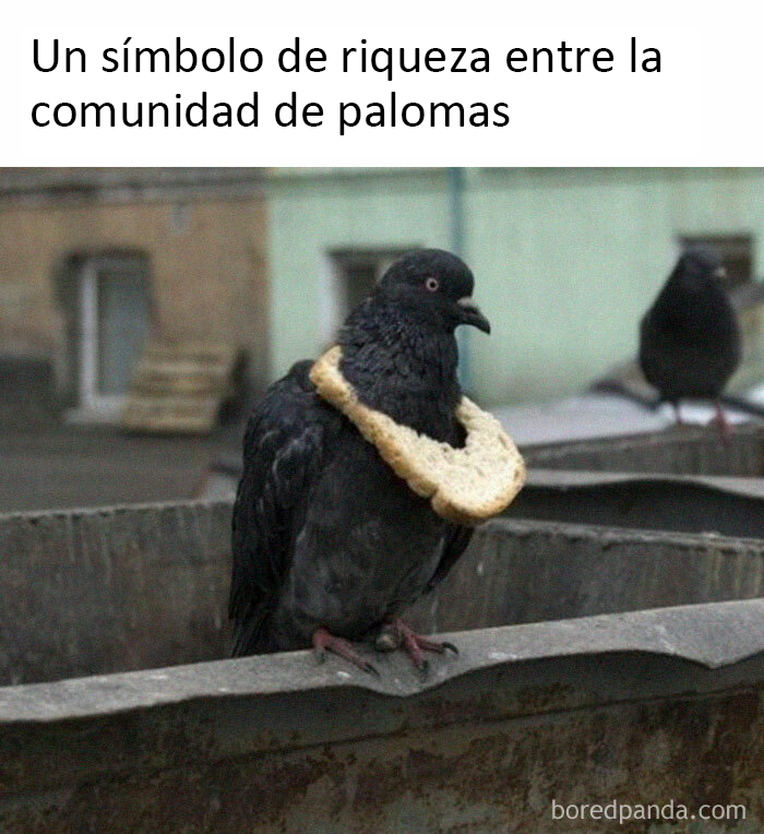 50 Of The Best Bird Memes Posted Online