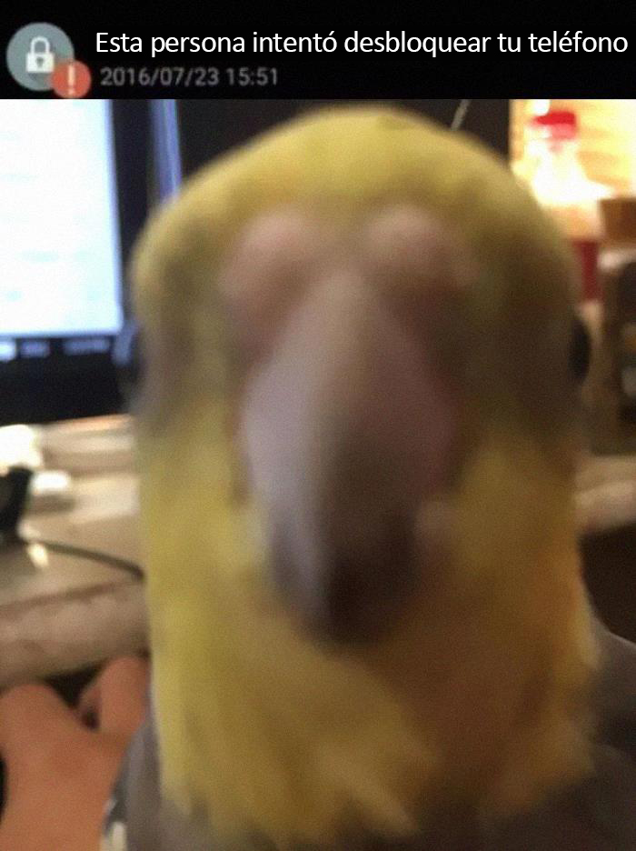 50 Of The Best Bird Memes Posted Online