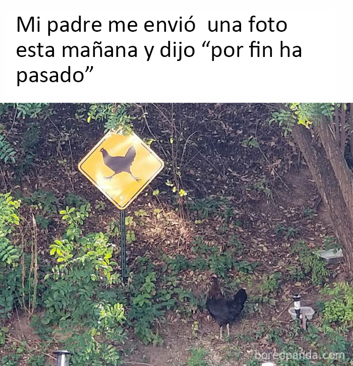 50 Of The Best Bird Memes Posted Online